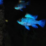 Mikrogeophagus ramirezi “Electric Blue”