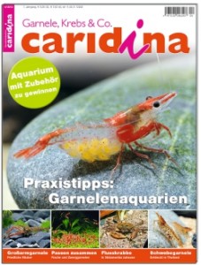 Caridina 4/2012