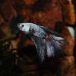 Betta splendens