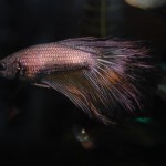 Betta splendens