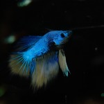 Betta splendens