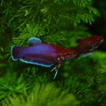 Betta splendens