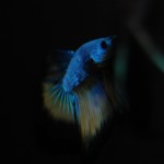 Betta splendens