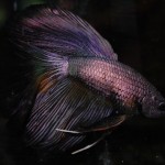 Betta splendens