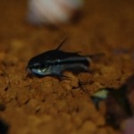 Corydoras pygmaeus