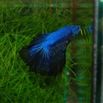 Betta splendens Halbmond