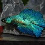 Betta splendens Halbmond