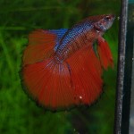 Betta splendens Halbmond