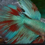 Betta splendens Halbmond