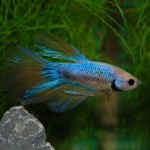 Betta splendens Halbmond