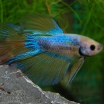 Betta splendens Halbmond