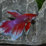 Betta splendens Halbmond