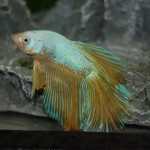 Betta splendens Halbmond