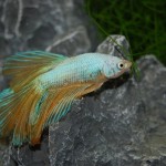 Betta splendens Halbmond