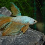 Betta splendens Halbmond