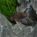 Betta splendens Halbmond