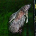 Betta splendens Halbmond