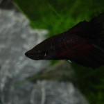 Betta splendens Halbmond