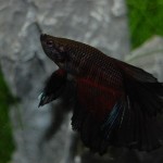 Betta splendens Halbmond