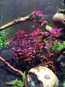 Ludwigia sp.rot