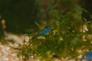 Neocaridina Blue Dream