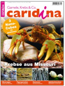 Caridina 2/2013