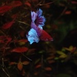 Betta splendens Dumboear