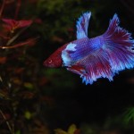 Betta splendens Dumboear