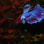 Betta splendens Dumboear