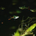 Endlerguppy Lime Green