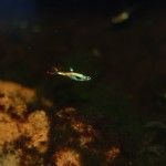 Endlerguppy Lime Green