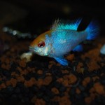 Microgeophagus ramirezi – Electric Sun Blue