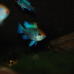 Microgeophagus ramirezi – Electric Sun Blue