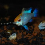 Microgeophagus ramirezi – Electric Sun Blue