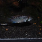 Apistogramma kelleri - Maulbrüter