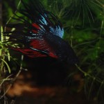 Betta splendens Crowntail