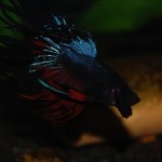 Betta splendens Crowntail