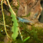 Caridina sp. Aura Blue