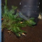 Caridina sp. Aura Blue