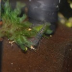 Caridina sp. Aura Blue