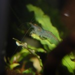 Caridina sp. Aura Blue