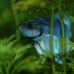 Betta splendens Dumboear