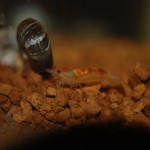 Neocaridina tricolor