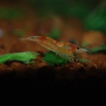 Neocaridina tricolor