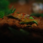 Neocaridina tricolor