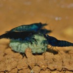 Neocaridina davidi " Blue Dream/Velvet"