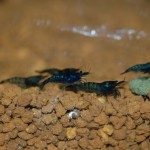 Neocaridina davidi " Blue Dream/Velvet"