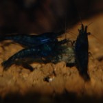 Neocaridina davidi " Blue Dream/Velvet"