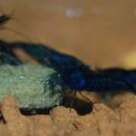 Neocaridina davidi " Blue Dream/Velvet"