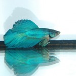 Betta splendens HM